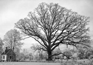 The Great Wye Oak