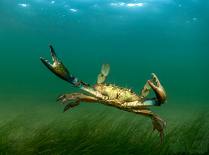 Bloodsworth Blue Crab