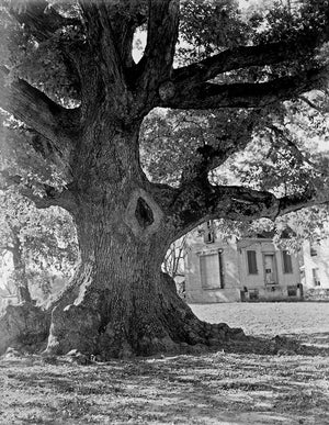 Wye Oak Tree