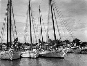 Resting Skipjacks