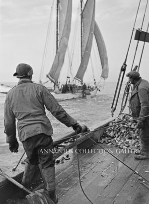 Oyster Dredgers